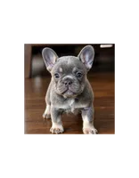 Mabel, a female French Bulldog for sale in Spring Hill, FL – 1 of 1