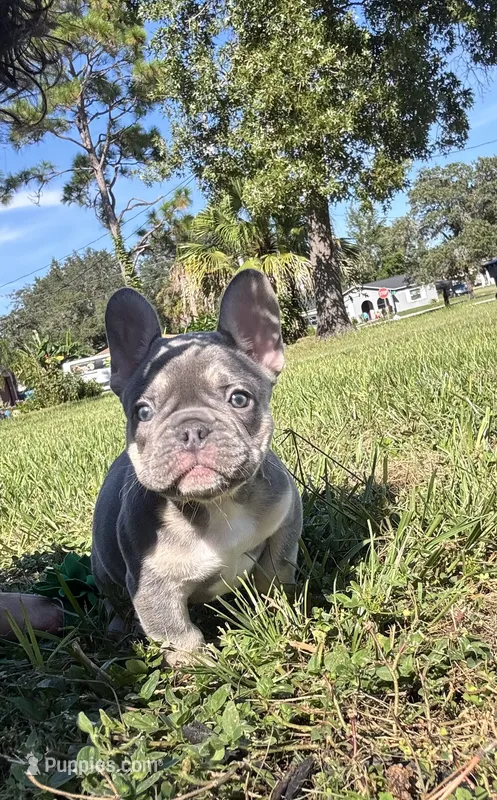 Stanley – French Bulldog puppy for sale in Spring Hill, FL
