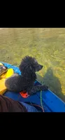ACA - Jackson - BLUE  BOY, a male Poodle - Toy  for sale in Mountain Home, AR – 3 of 4