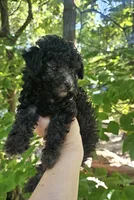 Chantelle- Female, a female Poodle - Toy  for sale in Mountain Home, AR – 5 of 7