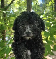 Chantelle- Female, a female Poodle - Toy  for sale in Mountain Home, AR – 3 of 7