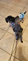 ACA - Jackson - BLUE  BOY, a male Poodle - Toy  for sale in Mountain Home, AR – 4 of 4
