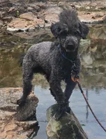 Chantelle- Female, a female Poodle - Toy  for sale in Mountain Home, AR – 7 of 7