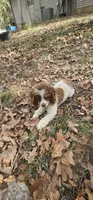 CKC- Annabelle, a female Poodle - Toy  for sale in Mountain Home, AR – 5 of 5