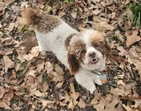 CKC- Annabelle, a female Poodle - Toy  for sale in Mountain Home, AR – 3 of 5