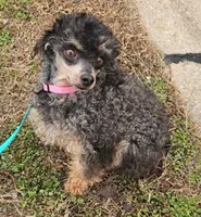 Chantelle- Female, a female Poodle - Toy  for sale in Mountain Home, AR – 6 of 7