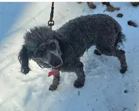 Jax- ACA registered , a male Poodle - Toy  for sale in Mountain Home, AR – Photo 4 of 4