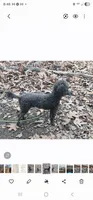 Jax- ACA registered , a male Poodle - Toy  for sale in Mountain Home, AR – Photo 2 of 4