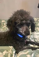 Jax- ACA registered , a male Poodle - Toy  for sale in Mountain Home, AR – Photo 3 of 4