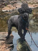 ACA - Jackson - BLUE  BOY, a male Poodle - Toy  for sale in Mountain Home, AR – 1 of 4