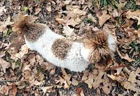 CKC- Annabelle, a female Poodle - Toy  for sale in Mountain Home, AR – 2 of 5