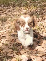 CKC- Annabelle, a female Poodle - Toy  for sale in Mountain Home, AR – 4 of 5