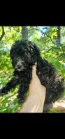 ACA - Jackson - BLUE  BOY, a male Poodle - Toy  for sale in Mountain Home, AR – 2 of 4