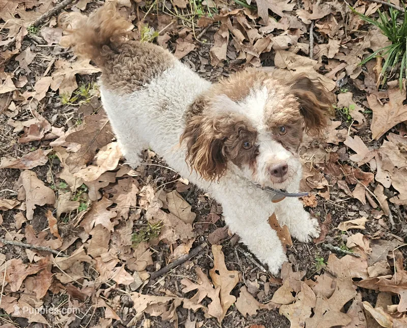 CKC- Annabelle, a female Poodle - Toy  for sale in Mountain Home, AR – 1 of 5