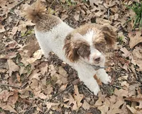 CKC- Annabelle, a female Poodle - Toy  for sale in Mountain Home, AR – 1 of 5