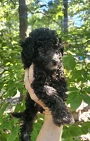Chantelle- Female, a female Poodle - Toy  for sale in Mountain Home, AR – 4 of 7
