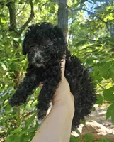 Chantelle- Female, a female Poodle - Toy  for sale in Mountain Home, AR – 2 of 7