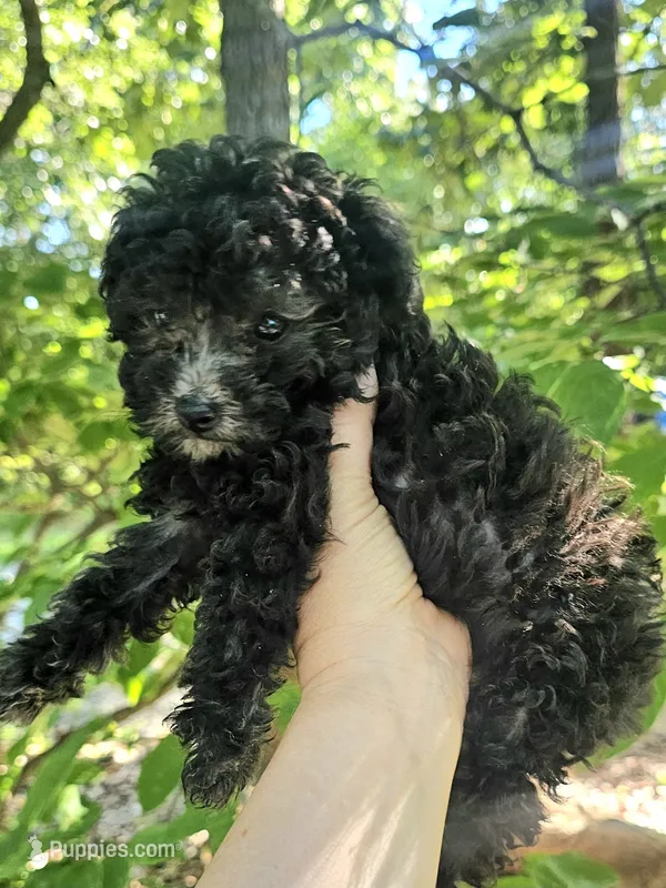 Chantelle- Female – Poodle - Toy  puppy for sale in Mountain Home, AR