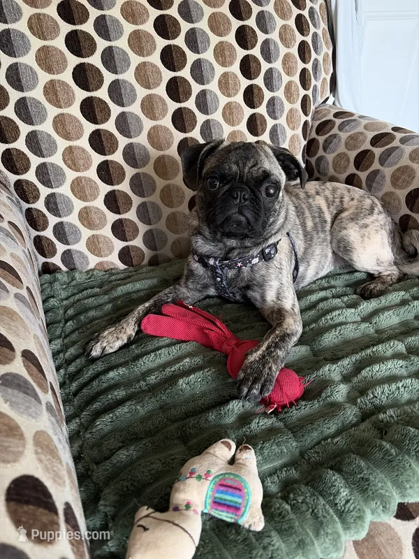 Peggy sue – Pug puppy for sale in Plainfield, IN