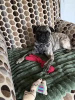 Peggy sue, a female Pug for sale in Plainfield, IN – 1 of 2