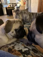 Winnie, a female Pug for sale in Plainfield, IN – 2 of 5