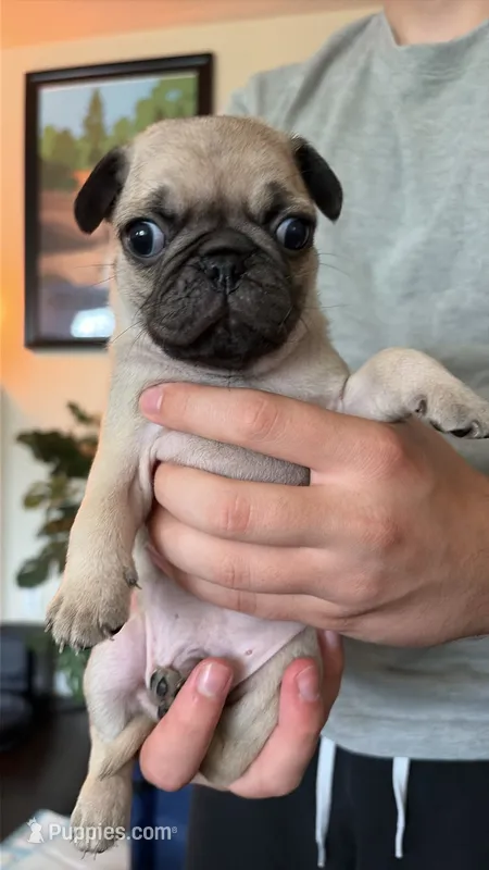 Chill-y – Pug puppy for sale in Plainfield, IN