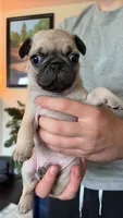 Chill-y, a male Pug for sale in Plainfield, IN – 1 of 1