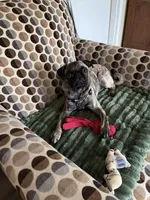 Peggy sue, a female Pug for sale in Plainfield, IN – 2 of 2
