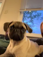 Winnie, a female Pug for sale in Plainfield, IN – 5 of 5