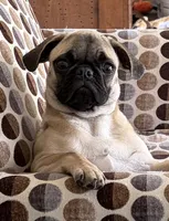 Winnie, a female Pug for sale in Plainfield, IN – 3 of 5
