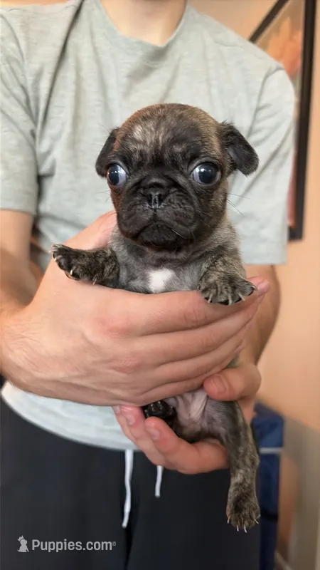 Bear bear – Pug puppy for sale in Plainfield, IN