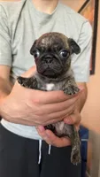Bear bear, a male Pug for sale in Plainfield, IN – 1 of 2