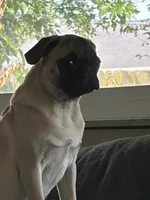Winnie, a female Pug for sale in Plainfield, IN – 4 of 5