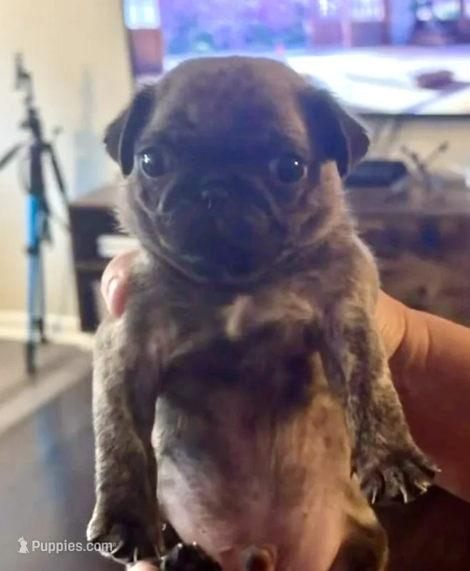 Bear bear – Pug puppy for sale in Plainfield, IN