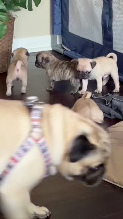 Bear bear, a male Pug for sale in Plainfield, IN – 2 of 2