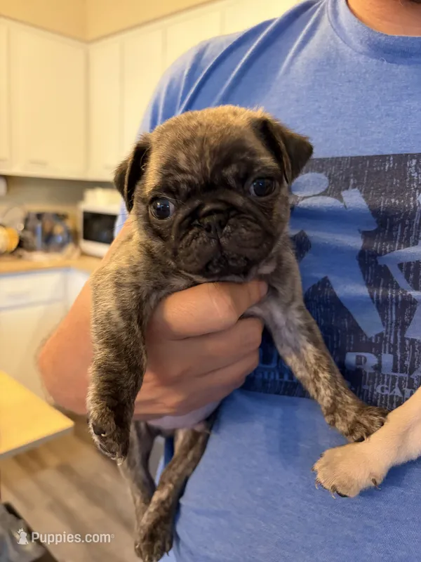 Bear bear – Pug puppy for sale in Plainfield, IN