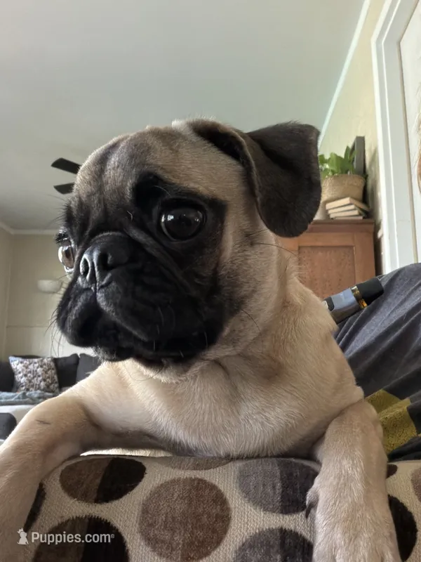 Winnie – Pug puppy for sale in Plainfield, IN