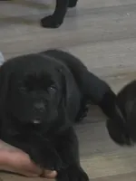 Green Boy , a male Cane Corso for sale in East Bend, NC – 4 of 5