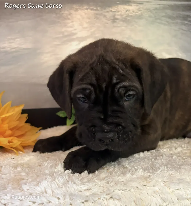 Light Blue Boy – Cane Corso puppy for sale in East Bend, NC