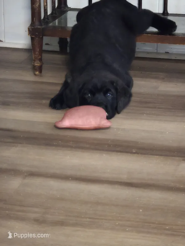 Green Boy  – Cane Corso puppy for sale in East Bend, NC