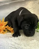 Gray Boy, a male Cane Corso for sale in East Bend, NC – 3 of 3