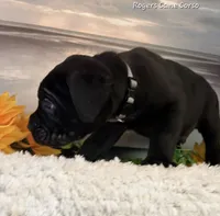 Gray Boy, a male Cane Corso for sale in East Bend, NC – 2 of 3