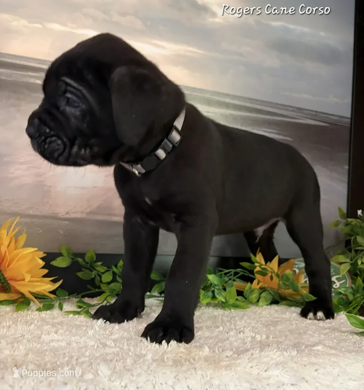 Gray Boy – Cane Corso puppy for sale in East Bend, NC