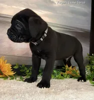 Gray Boy, a male Cane Corso for sale in East Bend, NC – 1 of 3
