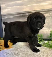 Green Boy , a male Cane Corso for sale in East Bend, NC – 1 of 5