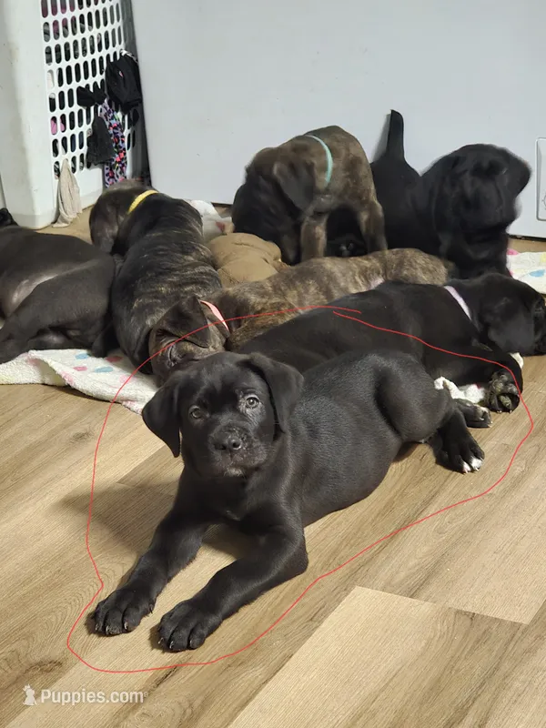 Gray Boy – Cane Corso puppy for sale in East Bend, NC