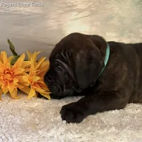 Light Blue Boy, a male Cane Corso for sale in East Bend, NC – 3 of 4