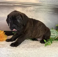 Light Blue Boy, a male Cane Corso for sale in East Bend, NC – 2 of 4