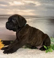 Light Blue Boy, a male Cane Corso for sale in East Bend, NC – 4 of 4