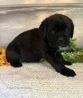 Green Boy , a male Cane Corso for sale in East Bend, NC – 3 of 5